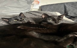 Mixed Breed cats for sale: ASAP 2 beautiful girls  - Image 1