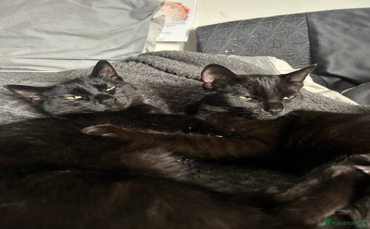 Mixed Breed cats for sale - Advert 2