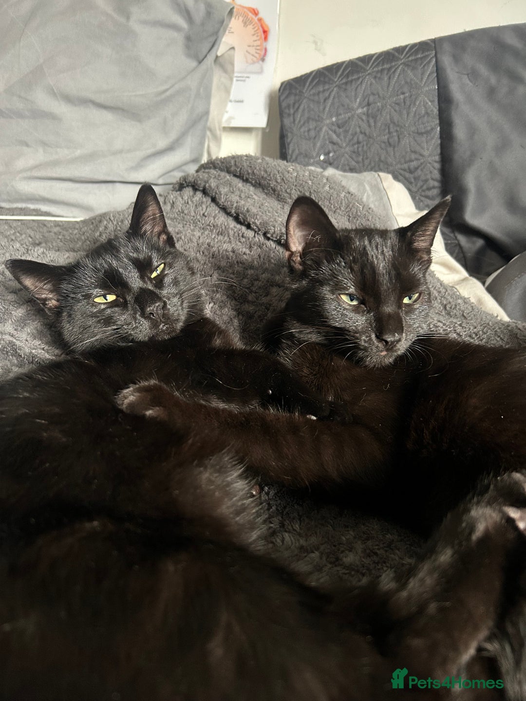 Mixed Breed cats for sale: ASAP 2 beautiful girls  - Image 1