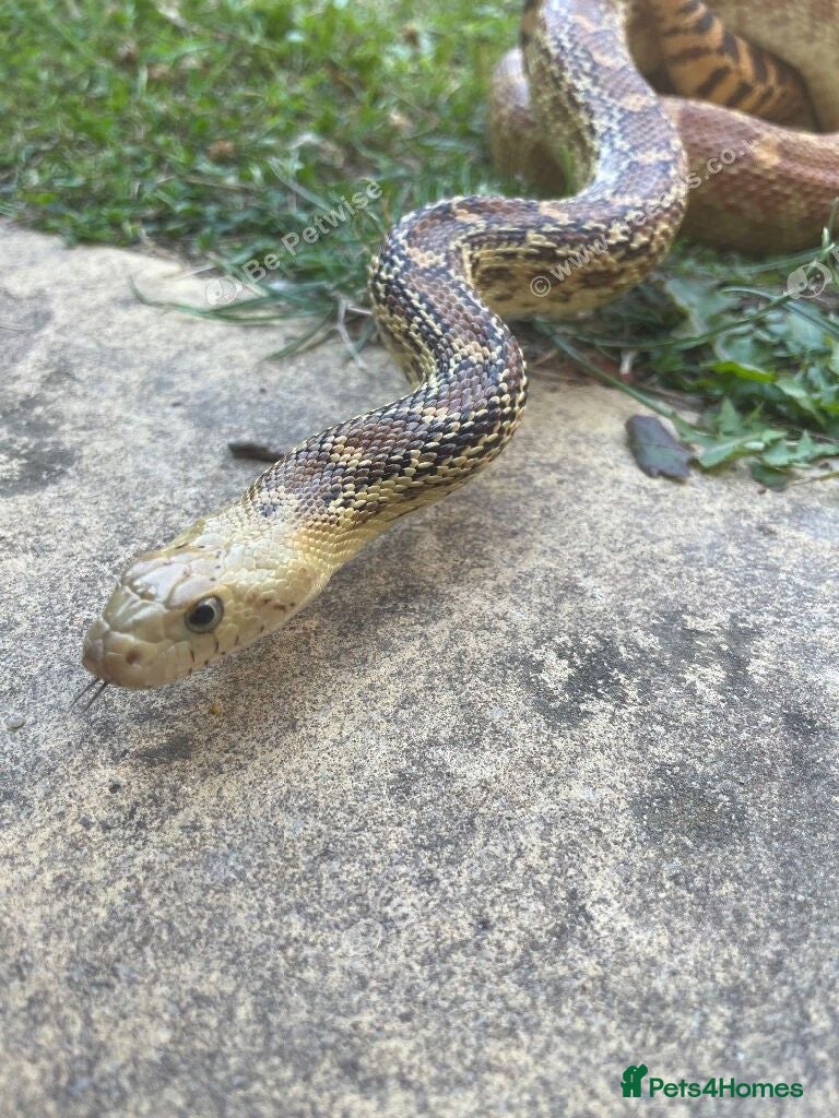 Gecko reptiles Current reptiles available  - Advert 12