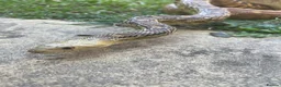 Gecko reptiles for sale: Current reptiles available  - Advert 14