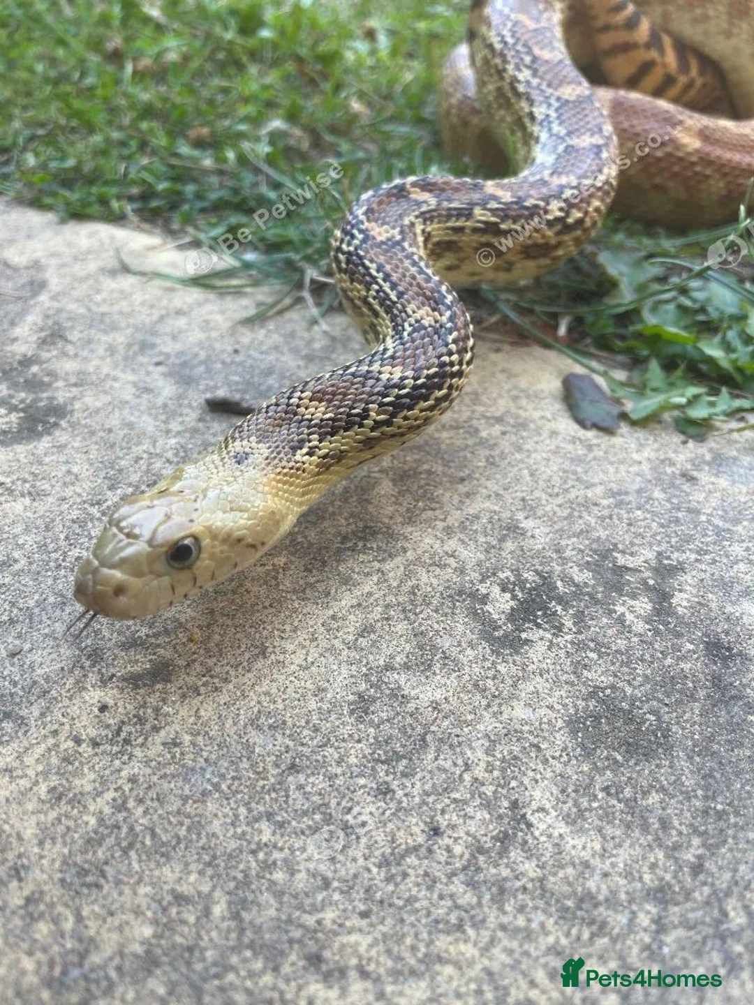 Gecko reptiles for sale: Current reptiles available  - Advert 14