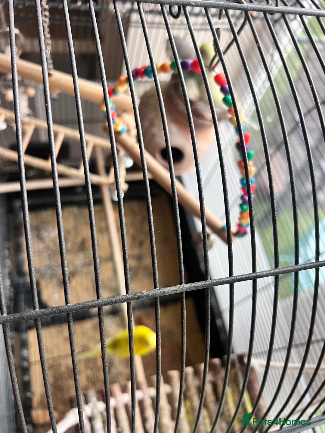 Budgerigars birds for sale: 9 budgies  - Advert 3