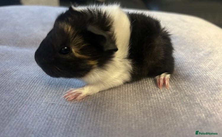 Guinea Pig rodents A pair of baby girl (sow) guinea pigs - Advert 2