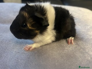 Guinea Pig rodents A pair of baby girl (sow) guinea pigs - Advert 2