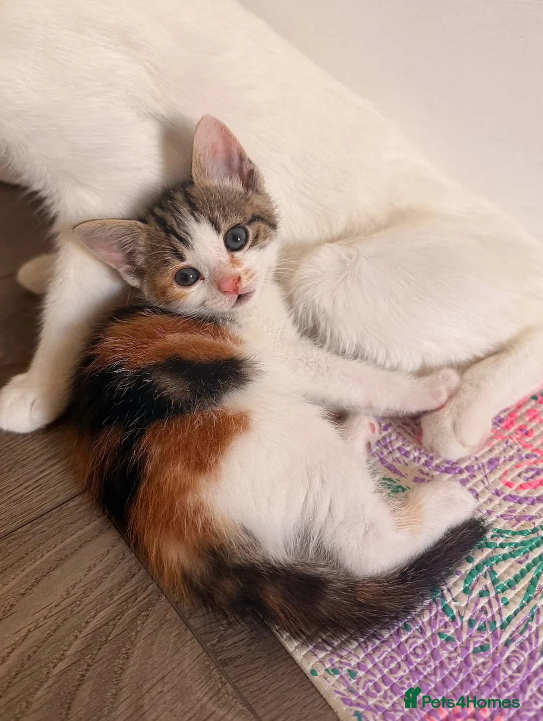Mixed Breed cats for sale: Beautiful Calico Female Kitten - Last Available in Basingstoke - Advert 2