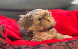 Shih Tzu dogs for sale: Shih Tzu KARASHISHI Line Two Boys Left Green Eyes - Advert 15