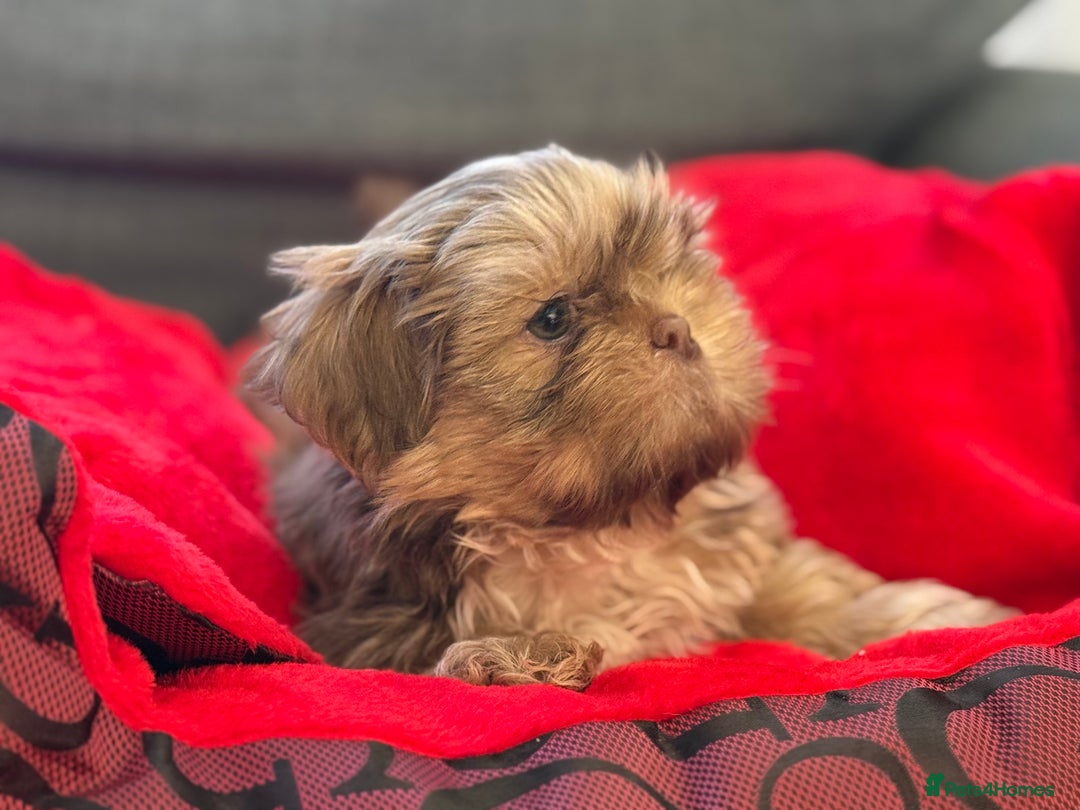 Shih Tzu dogs for sale: Shih Tzu KARASHISHI Line Two Boys Left Green Eyes - Advert 15