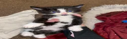 Mixed Breed cats for sale: Kittens for sale in Falkirk - Advert 2