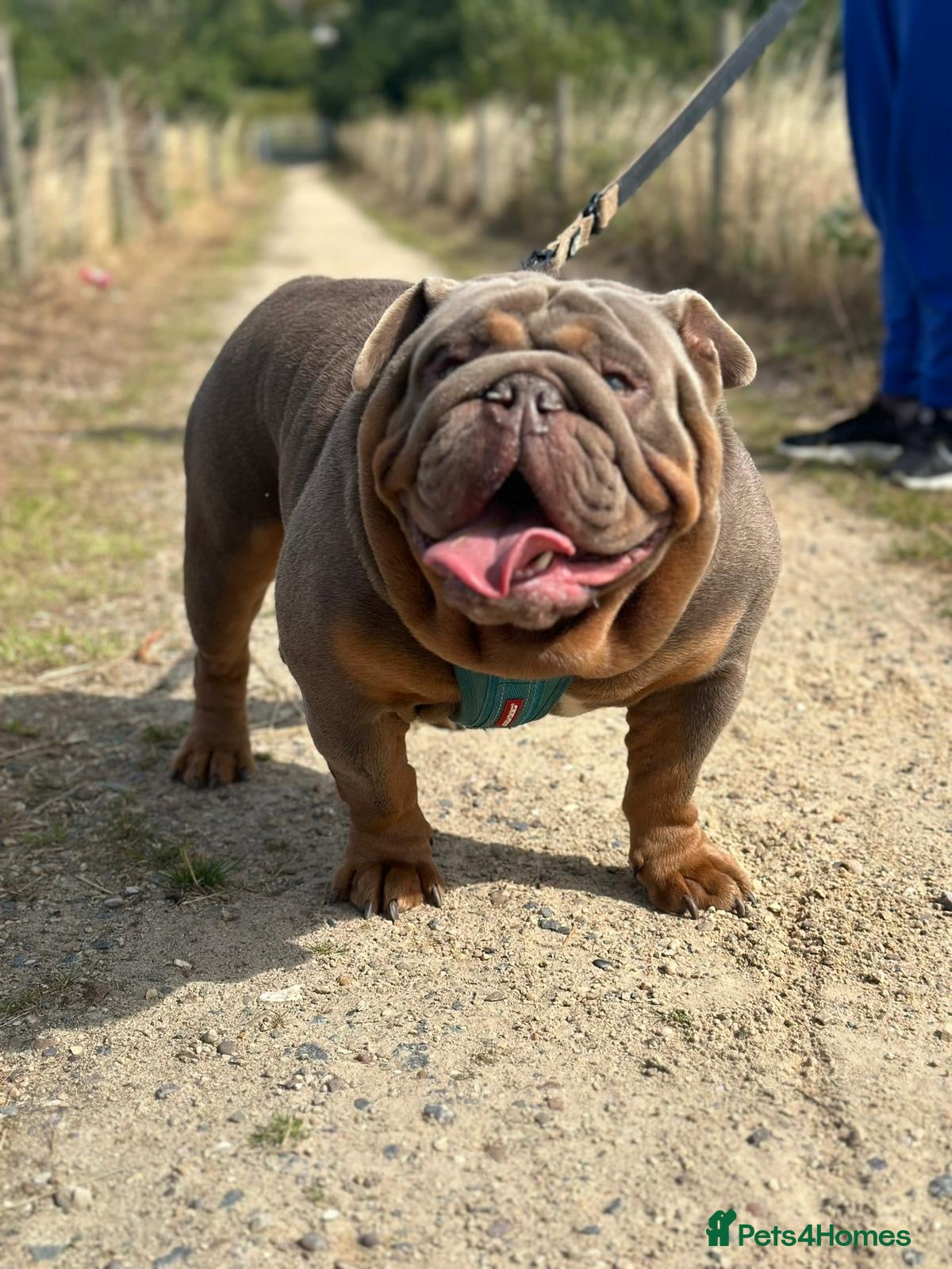 English Bulldog dogs Premium KC Registered English Bulldog Puppies   - Advert 2