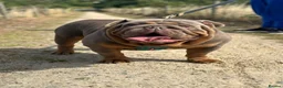 English Bulldog dogs for sale: Premium KC registered Bulldogs  pick of litter - Advert 4