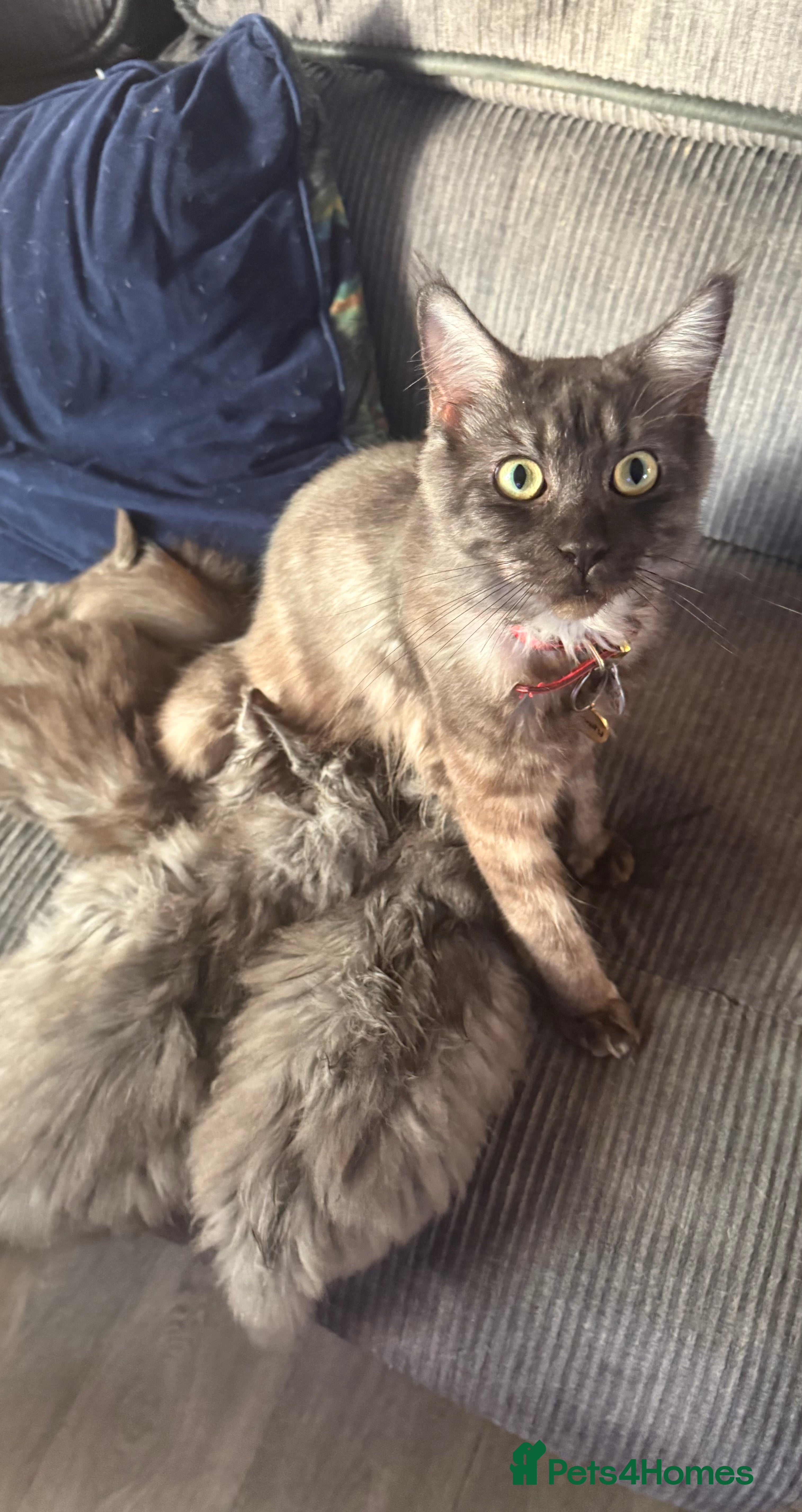 Maine Coon cats 4 pure bred Maine Coon kittens - Advert 1