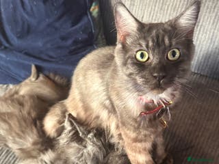 Maine Coon cats 4 pure bred Maine Coon kittens - Advert 1