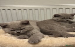 British Shorthair cats for sale: 2 girls available  - Image 1