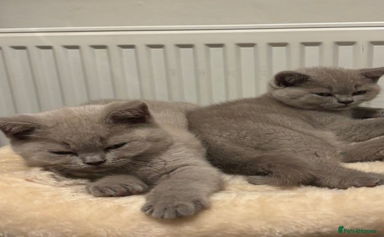 British Shorthair cats - Advert 8