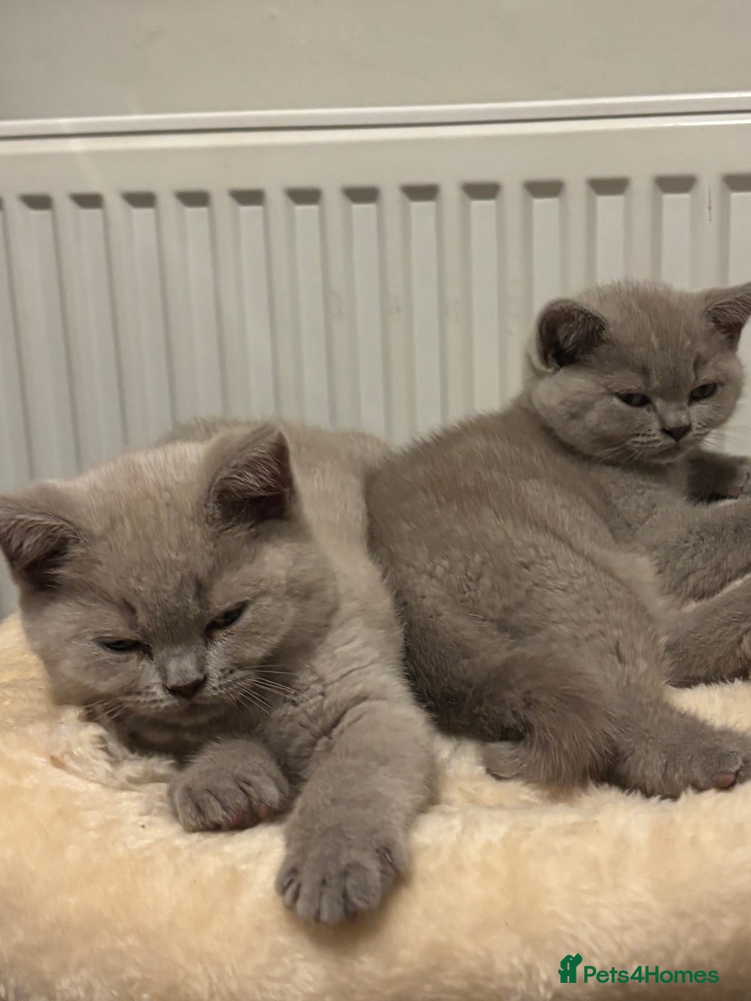 British Shorthair cats for sale: 2 girls available  - Image 1