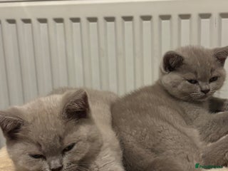 British Shorthair cats for sale - Advert 1