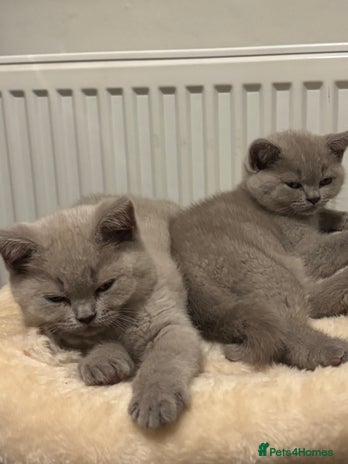 British Shorthair cats - Advert 16