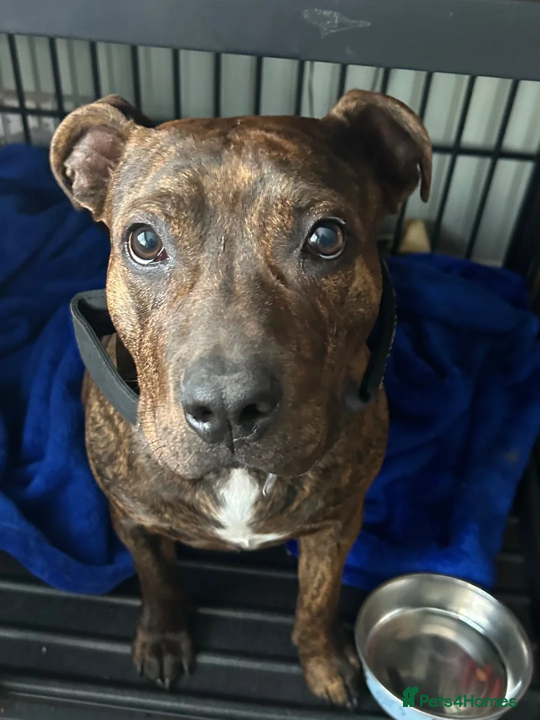 Mixed Breed dogs for sale: 7 month old AmStaff  in Manchester - Advert 1