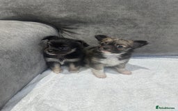 Chihuahua dogs for sale: chihuahuas puppies for sale  - Advert 20