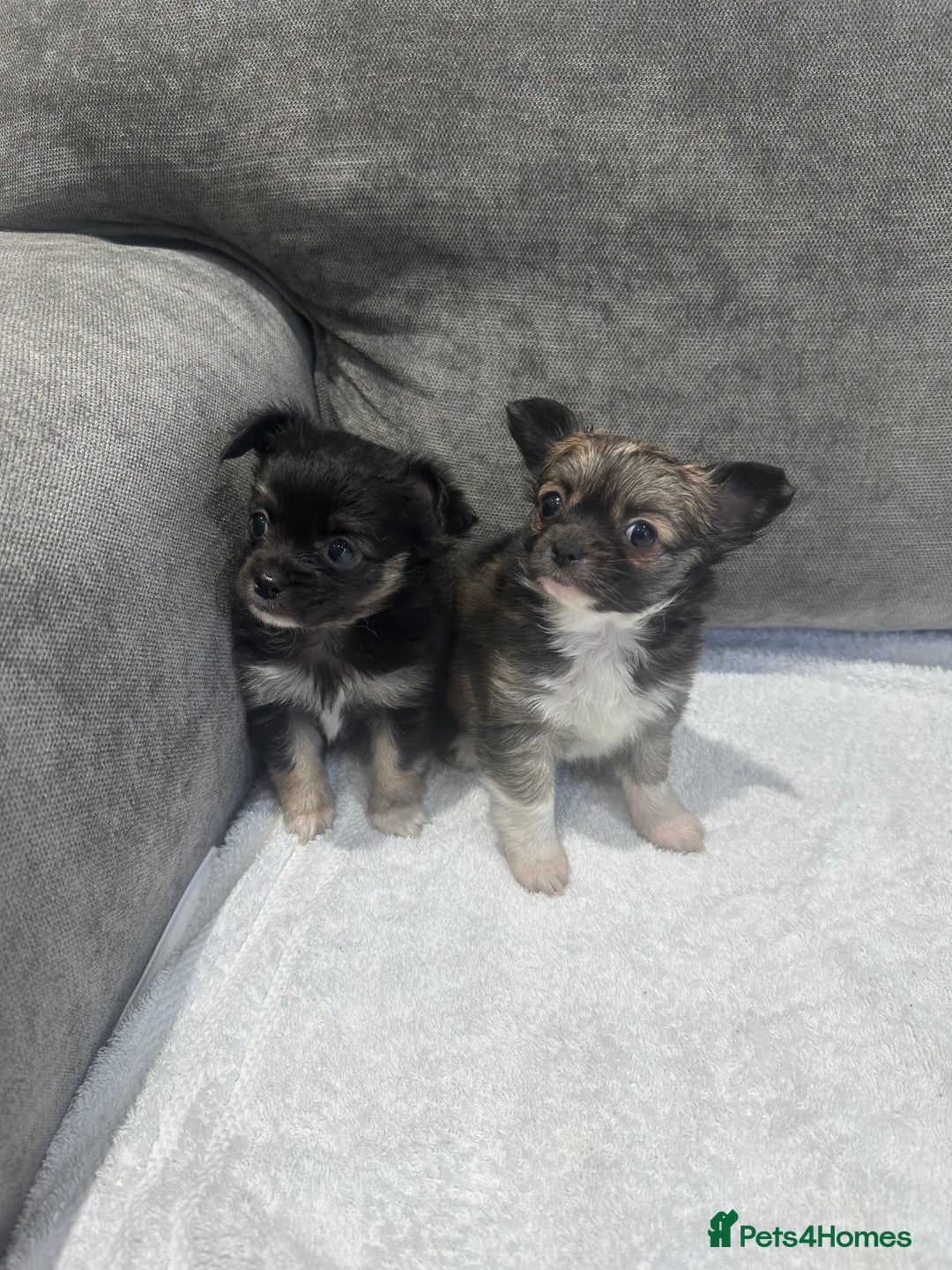 Chihuahua dogs for sale: chihuahuas puppies for sale  - Advert 20