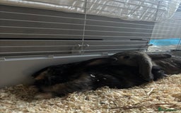 English rabbits for sale: Two beautiful female bunnies for sale. - Image 1