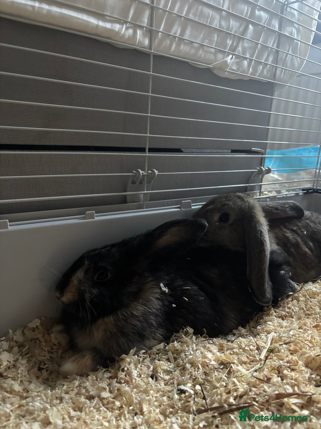 English rabbits for sale: Two beautiful female bunnies for sale. - Image 1
