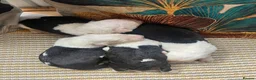 Old English Sheepdog dogs for sale: Kc Registered Old English Sheepdogs  - Advert 25