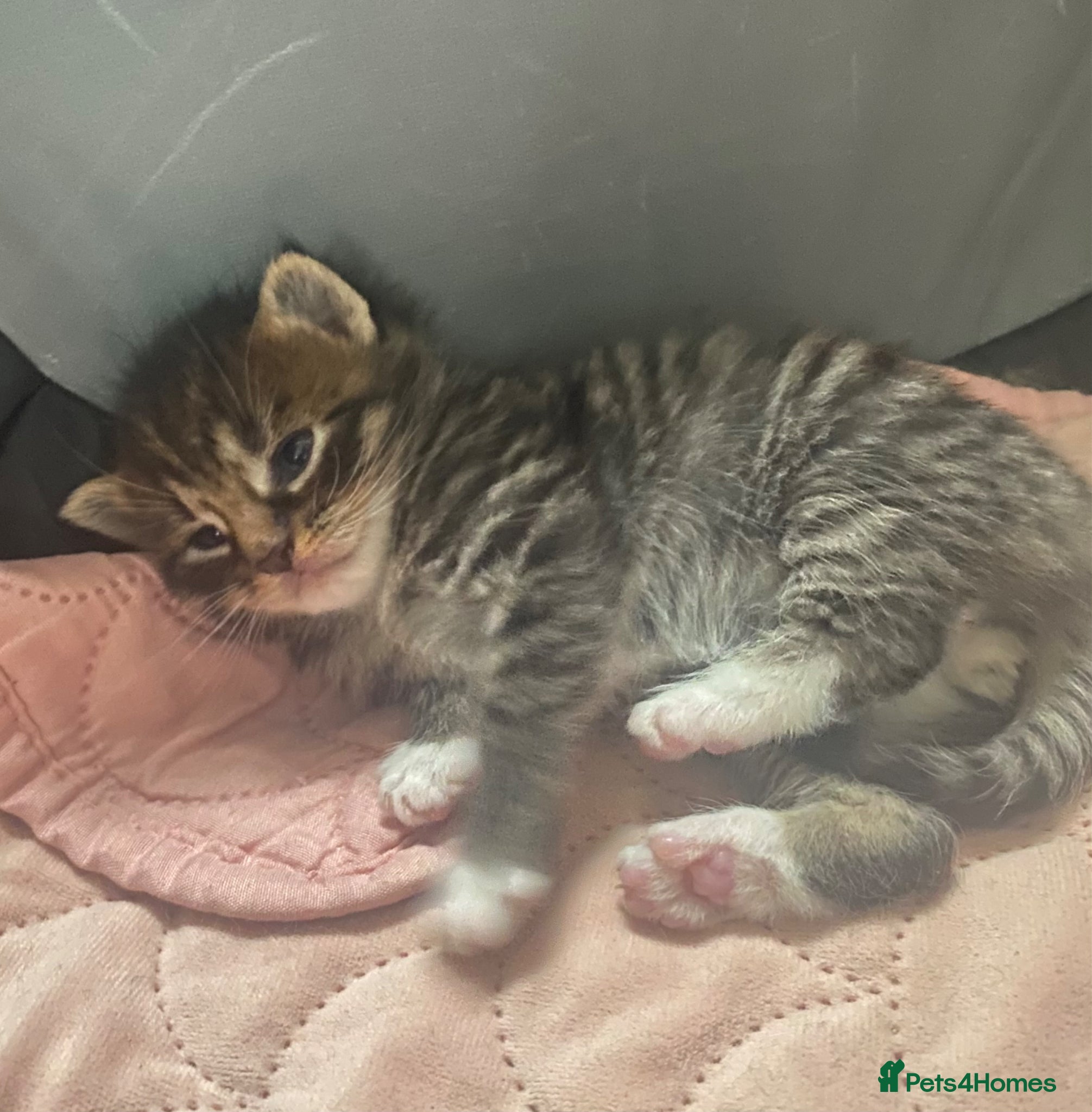 Maine Coon cats 4 stunning kittens  - Advert 1