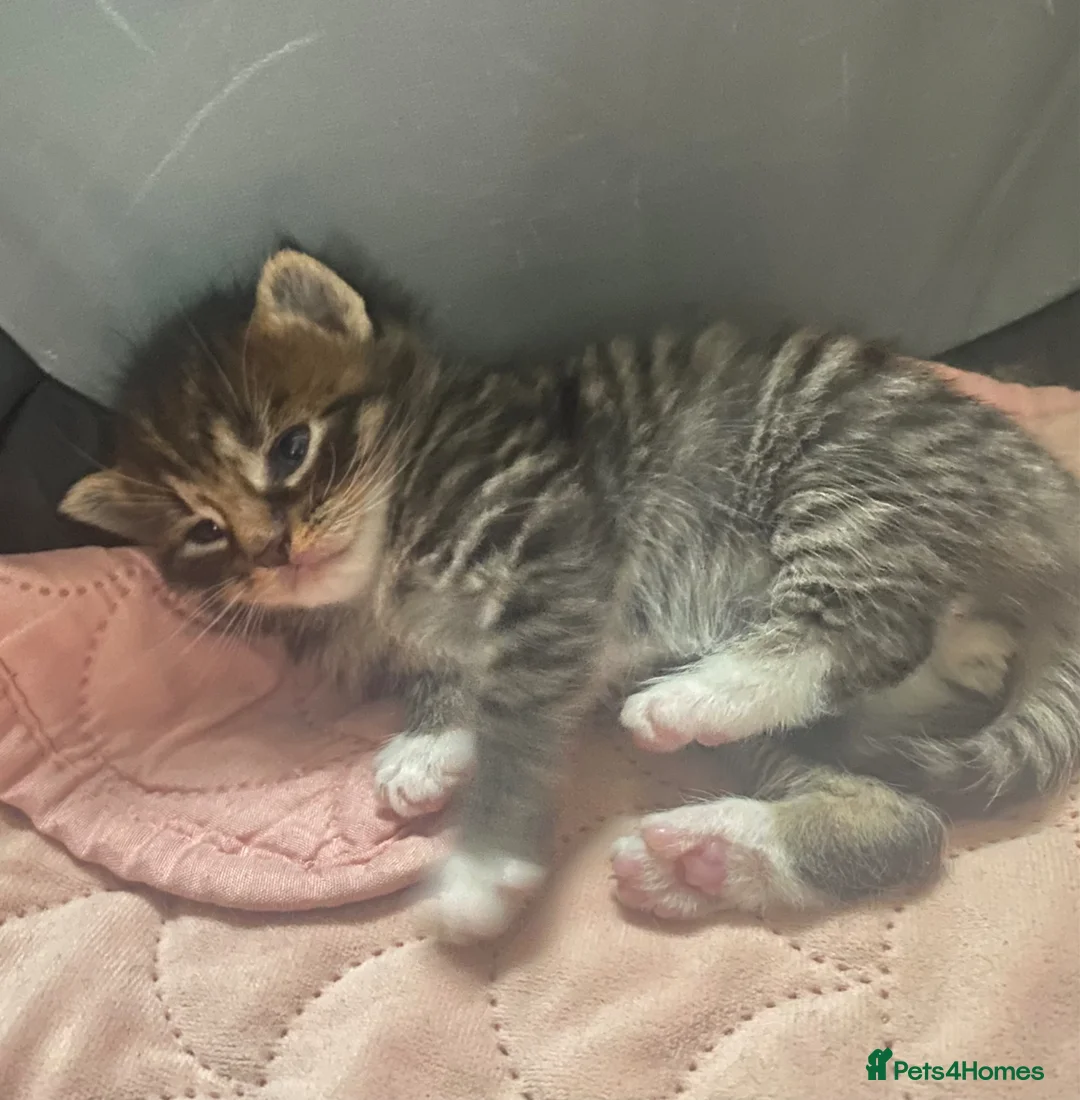 Maine Coon cats for sale: 4 stunning kittens  - Advert 1