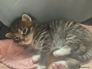 Maine Coon cats 4 stunning kittens - Advert 1