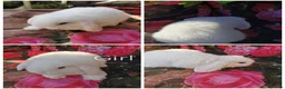 Mini Lop rabbits for sale: Mini lop baby rabbits  - Advert 5