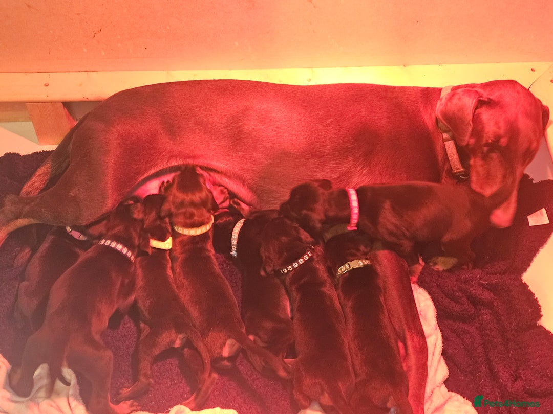 Dobermann dogs for sale: ☆☆DOBERMAN PUPPIES FOR SALE ☆☆ - Advert 2