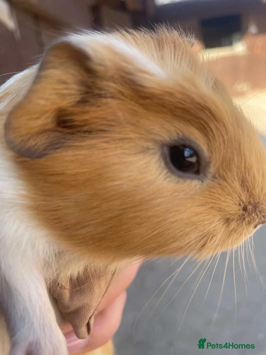 Guinea Pig rodents for sale: Beautiful Baby Guinea Pigs  - Advert 2