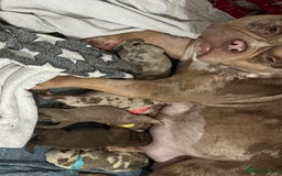 American Bully dogs for sale: Beautiful litter of 5 pocket bullies  - Image 3