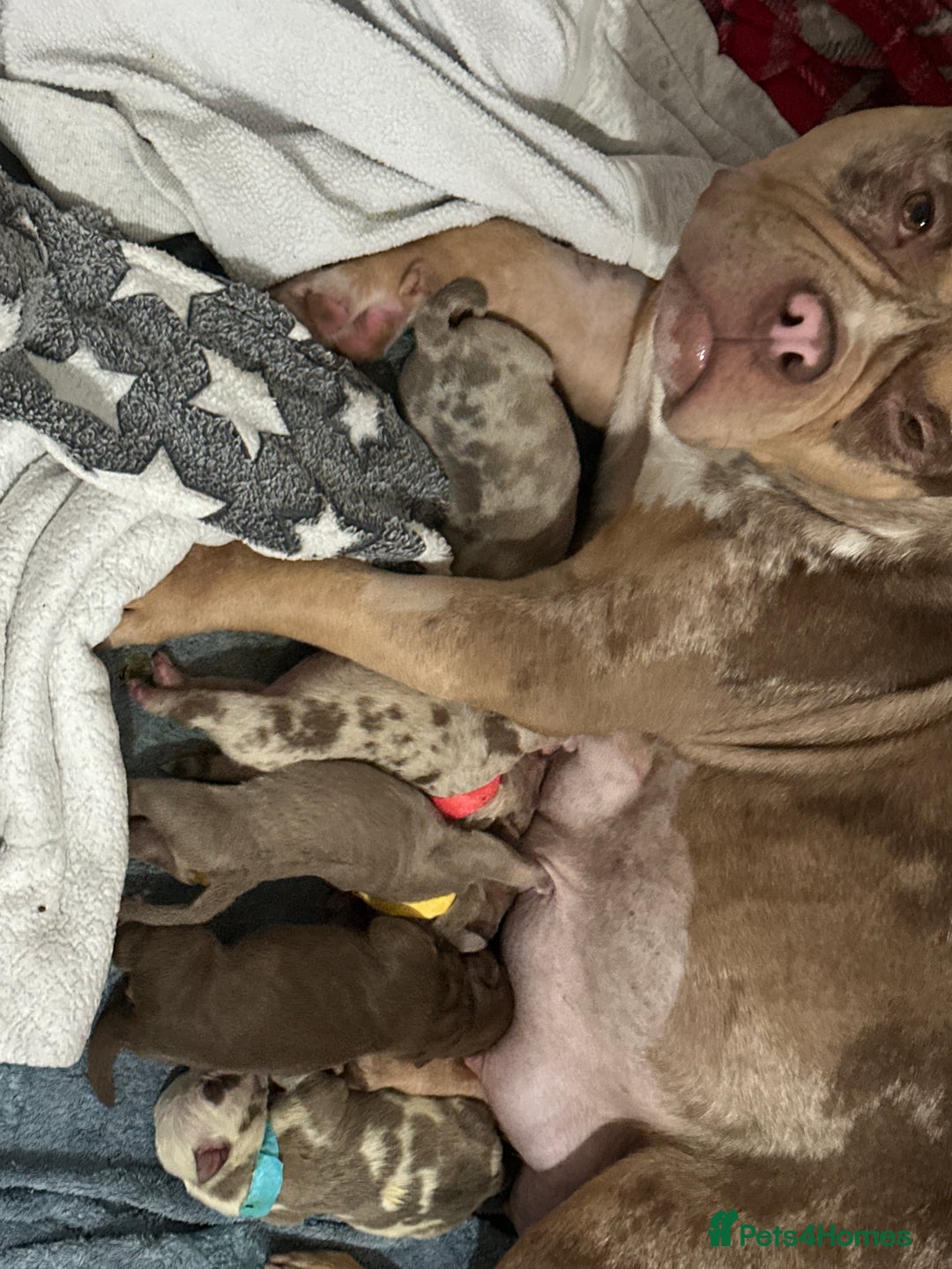 American Bully dogs for sale: Beautiful litter of 5 pocket bullies  - Image 3
