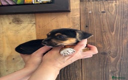 Jack Russell dogs for sale: Miniture Jack Russell - Image 5