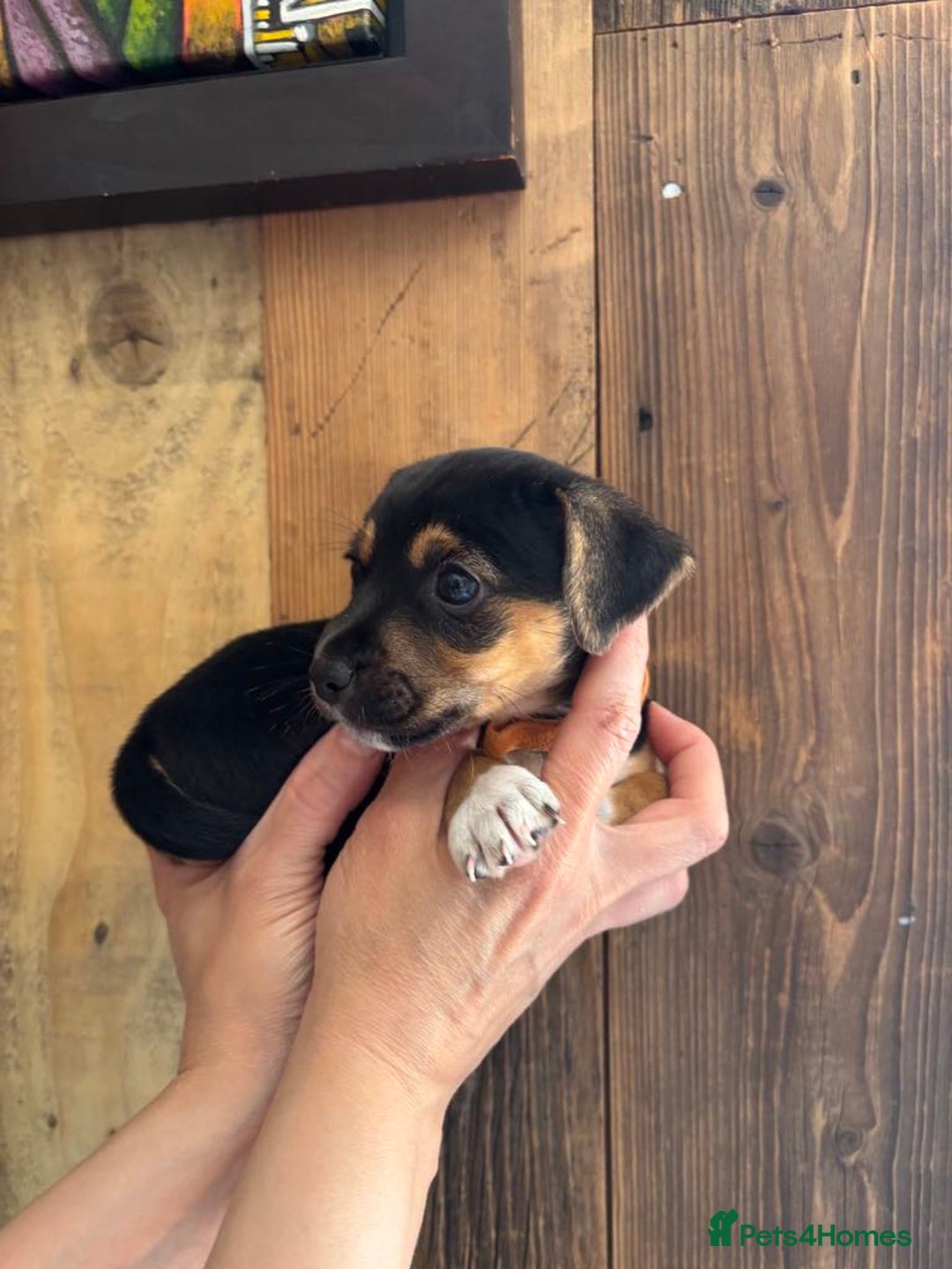 Jack Russell dogs for sale: Miniture Jack Russell - Image 5