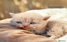 British Shorthair cats for sale: Last Lilac girl BSH 💜 Ready to go home today! - Image 2