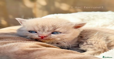 British Shorthair cats - Advert 5