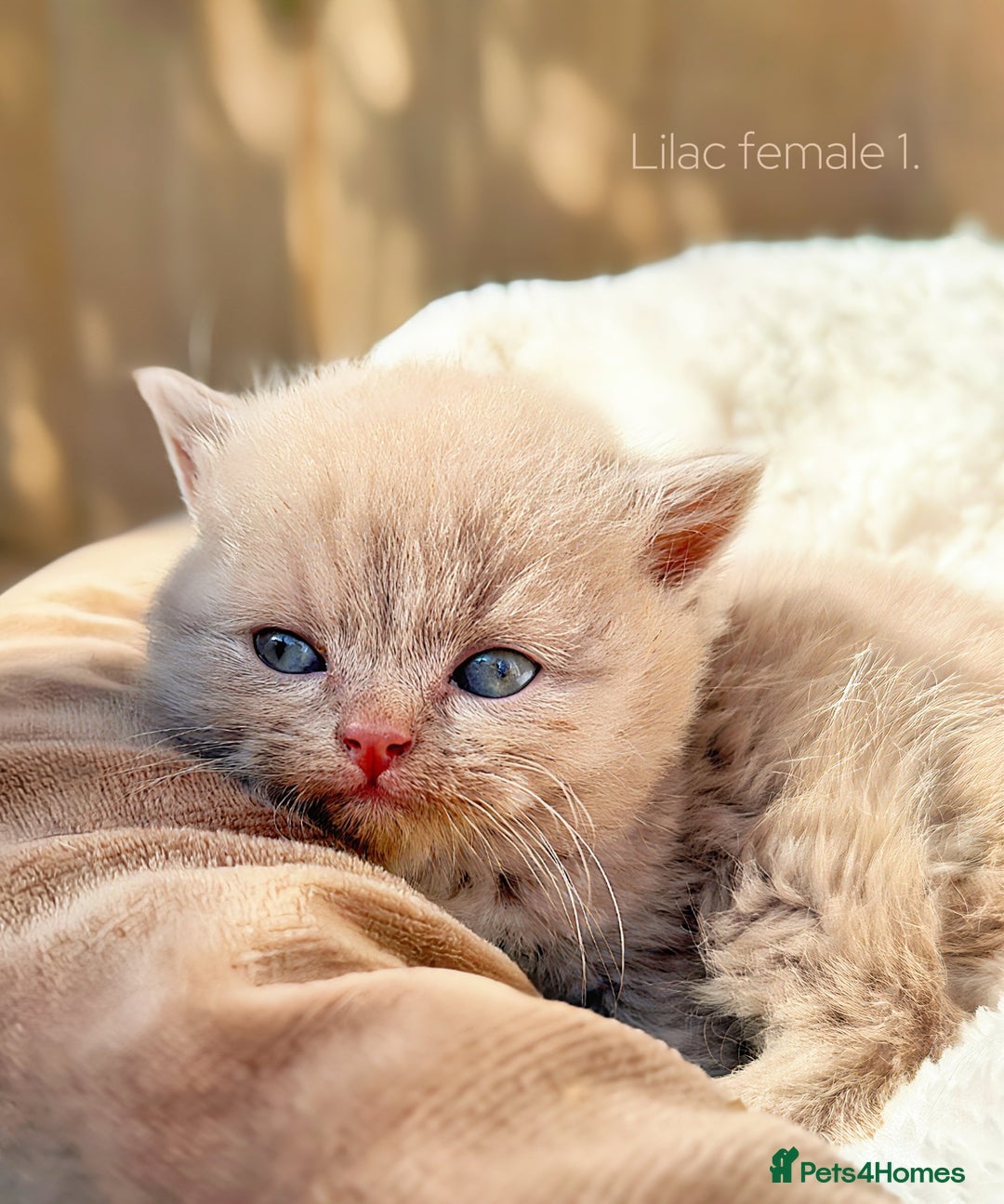 British Shorthair cats for sale: Last Lilac girl BSH 💜 Ready to go home today! - Image 2