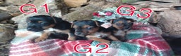 Mixed Breed dogs for sale: Charming Litter of Border Lakeland Puppies - Advert 2