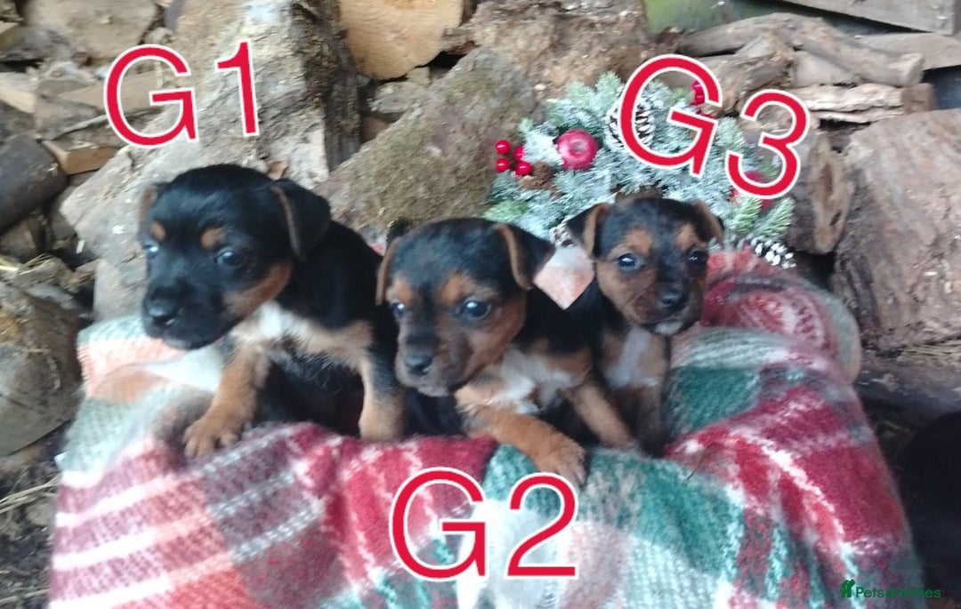 Mixed Breed dogs for sale: Charming Litter of Border Lakeland Puppies - Advert 2
