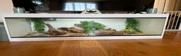 Bearded Dragon reptiles for sale: bearded dragons - Advert 7