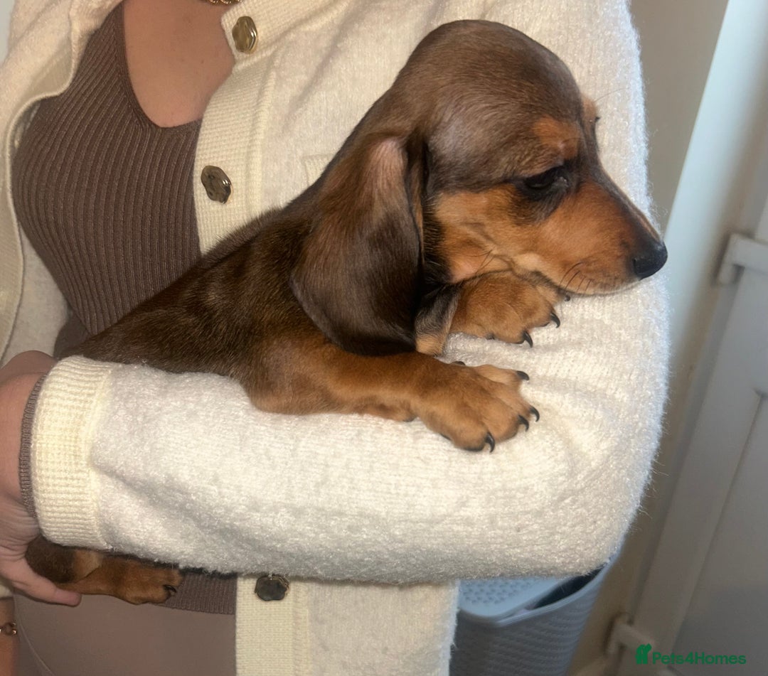 Miniature Dachshund dogs for sale: Miniature dachshund - Advert 14