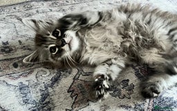 Maine Coon cats for sale: Maine Coon Kittens for Sale 4 Boys Left  - Image 11