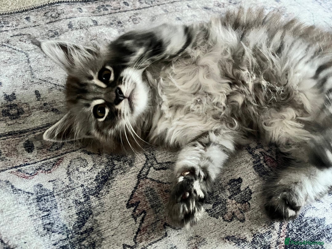 Maine Coon cats for sale: Maine Coon Kittens for Sale 4 Boys Left  - Image 11