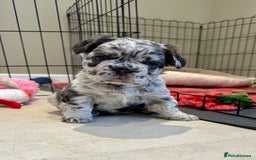 French Bulldog dogs for sale: Visual Fluffy French Bulldogs x 4 Male - Advert 30