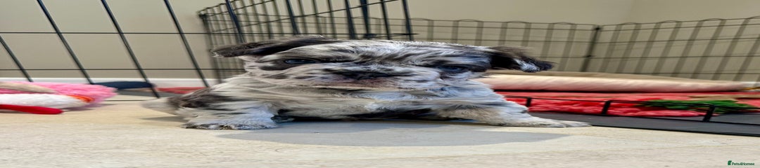 French Bulldog Puppy 1