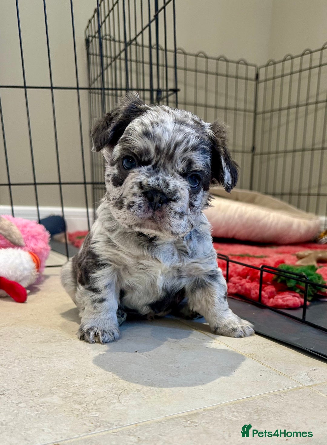 French Bulldog dogs for sale: Visual Fluffy French Bulldogs x 4 Male - Advert 30